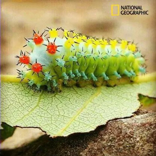 National Geographic: