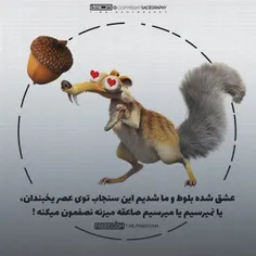 عشق شده بلوط و ما