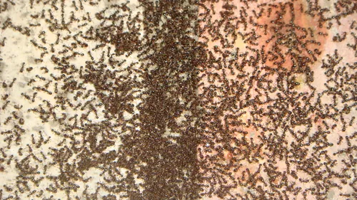 تا حالا این همه مورچه یک جا دیدید؟