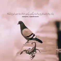 داستان عقرب و کبوتر 