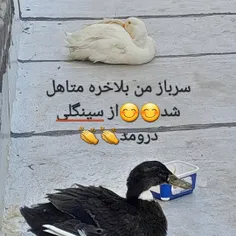 لوبیا سفید من😊😊🥰🥰