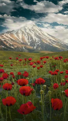 #در کوهپایه بلندترین قله ایران، یعنی دماوند، دشتی بکر وجو
