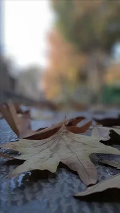 برگی رقصان آمد🍂 