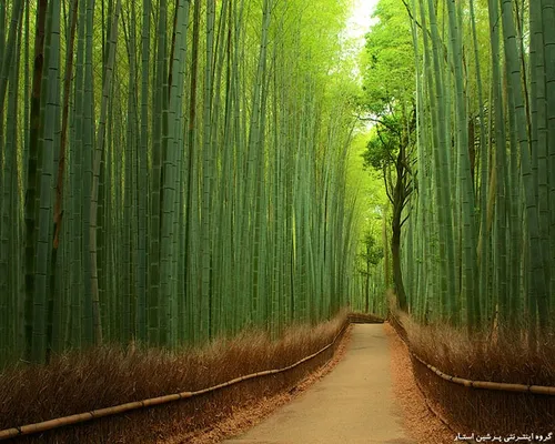 جنگل بامبو در ژاپن...