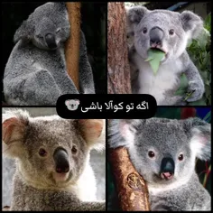 سرش پاره شدماااا