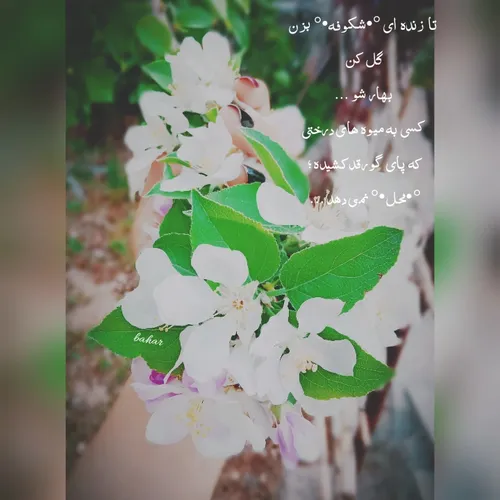 عکس نوشته bahar.nejati 28717186 - عکس ویسگون