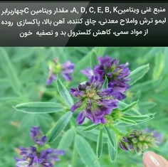 عرق یونجه