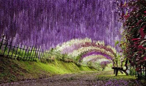 تونل گل در ژاپن