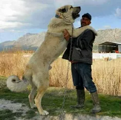 سگ سرابی از نژاد سگ‌های ایرانی بزرگ اندام از نوع ماستیف ا