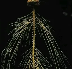 تصویری جالب از سیستم عصبی بدن انسان. این سیستم شباهت زیاد