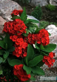 من وتو نسبتمان چیست؟ نگاردل هم 