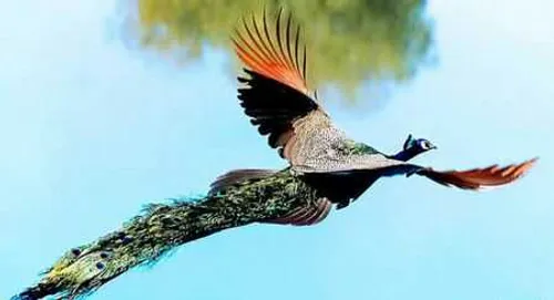 پرواز زیبای طاووس