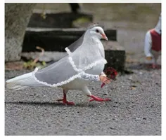 سلام بچه ها