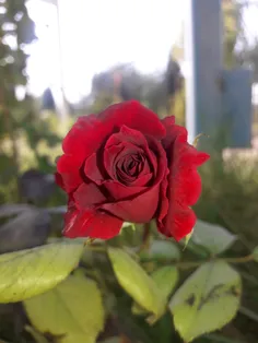 گل رز
