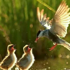 آرامش"سهم کسانی است