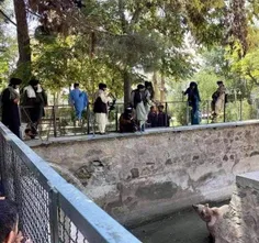 اعضای طالبان رفتن باغ وحش کابل. 
