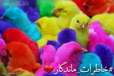 ٻادش بخٻر💕  چقد شڪنجشون مٻدادم😑 😂 ڪٻا ٻادشونہ؟؟