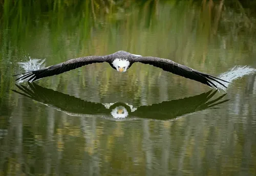 ثبت عکسی فوق العاده از یک عقاب که آنقدر ارتفاعش را کم کرد