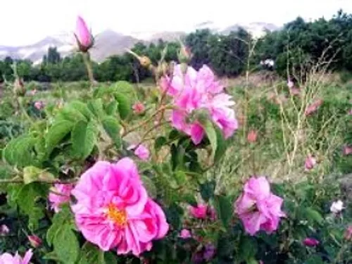 کانال باغبانی و گل گیاه