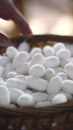 ♦️پیله کرم ابریشم Silkworm Cocoon به دلیل خواص هموستاتیک 