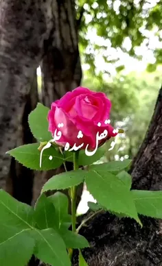 به تو قفل شده قلبم نفسام برای تو