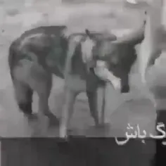 گرگ باش نه روباه