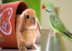 خرگوش و طوطی تنها حیواناتی هستند که می‌توانند بدون برگشتن