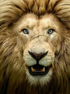 #پرتره های چشم نواز و دیدنی از شیرها 🦁