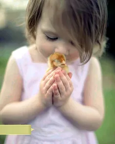 دوستی می گفت؛ بچه که بودم، یه جوجه داشتم. خیلی دوستش داشت