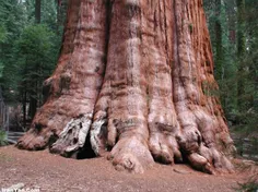 بزرگترین درخت کاج جهان در قاره آمریکا
