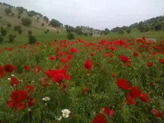 شقایق اینجا من خیلی غریبم اخه اینجا کسی عاشق نمیشه