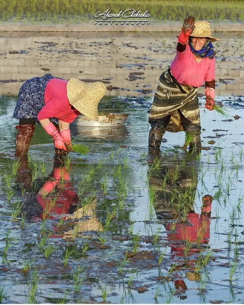 دستهای پینه بسته