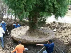 در چین به هیچ وجه درختان را قطع نمی کنند.