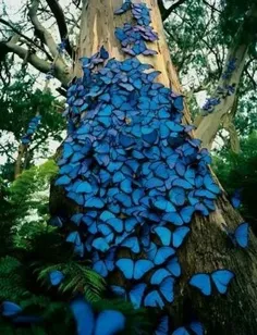 این یک درخت است که این پروانه های آبی رویش نشستهاند