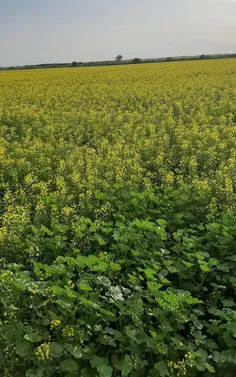 یهویی 😄  روستای بهادل ،شوش ، خوزستان