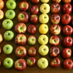 بیش از ۷۰۰۰ نوع مختلف سیب در دنیا وجود دارد، اگر شما هر ر