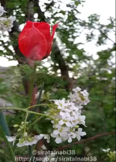 گویند باغبان عمری طولانی دارد...