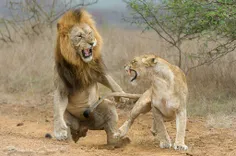 جنگ شیرها
