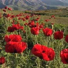 ایران امروز ما پر از لاله شده