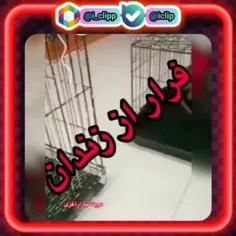 ❤کلی کلیپ  باحال داخل پیج گذاشتم ❤