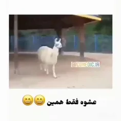 لوس نکن🙅