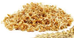 پودر جوانه گندم یک مکمل غذایی پر ارزش و سرشار از ویتامین 