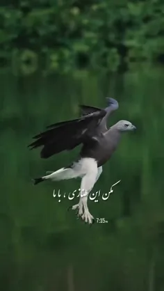 amirreza006 75923596