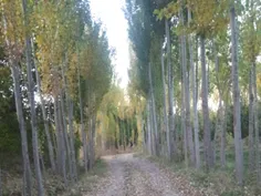 طبیعت زیبای پاییزی.