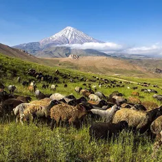 A flock of sheep grazing in a pasture near Polour Village