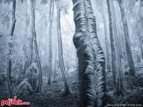 درخت های یخ زده در جنگل های چکسلواکی