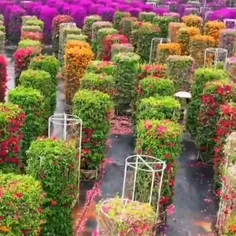 باغی از گل های زیبا در ژاپن 