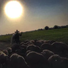 A shepherd looking for a place for his sheeps.