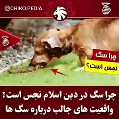 بفرستید برای کسانی که با سگ زندگی میکنند!!! و نظراتتون رو