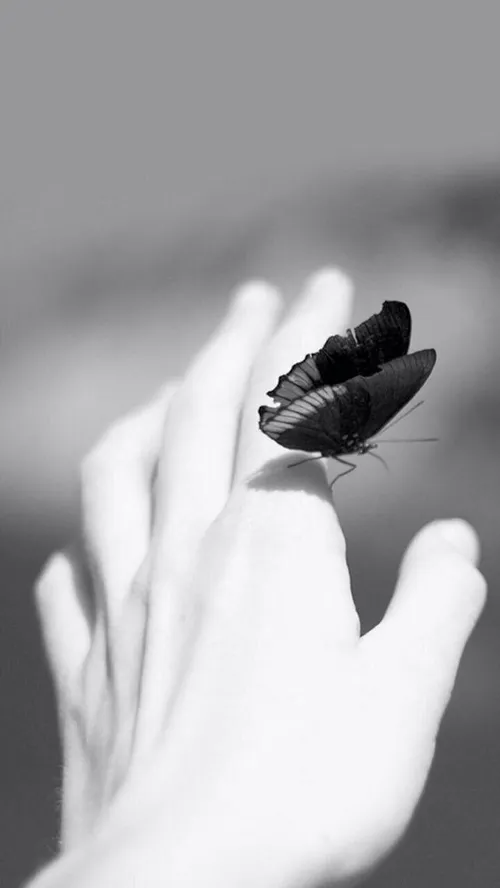 ✔ گاهی تحمل درد از پیله تنهاییت پروانه میسازه 🌿